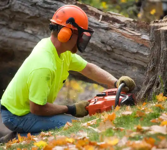 tree services San Rafael